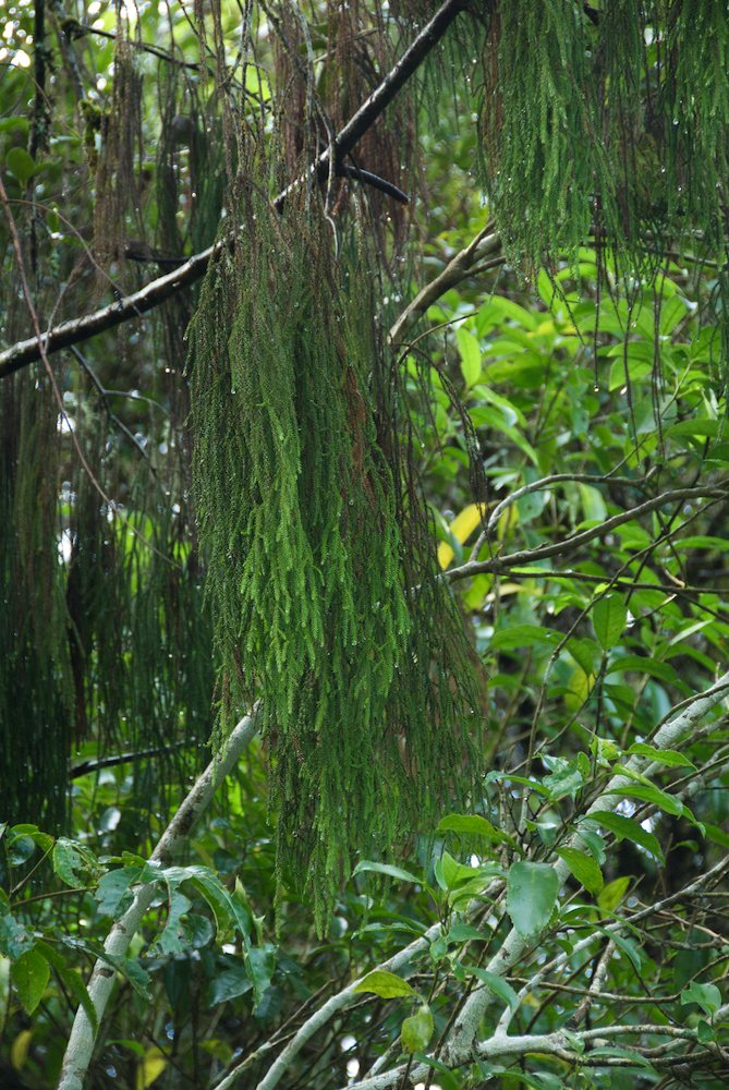 Podocarpaceae Dacrydium cupressinum