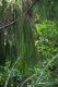 image of Dacrydium cupressinum