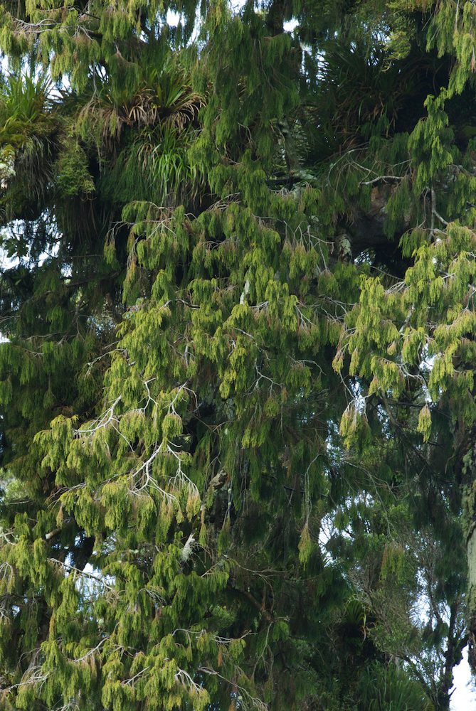 Podocarpaceae Dacrydium cupressinum