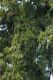 image of Dacrydium cupressinum