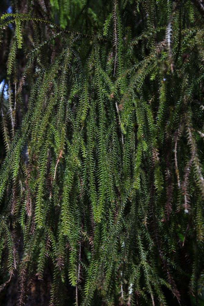 Podocarpaceae Dacrydium cupressinum