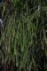 image of Dacrydium cupressinum