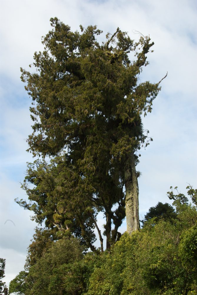 Podocarpaceae Dacrydium cupressinum
