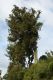 image of Dacrydium cupressinum