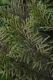 image of Libocedrus bidwillii