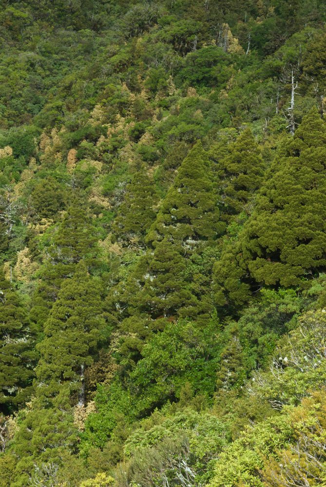 Cupressaceae Libocedrus bidwillii