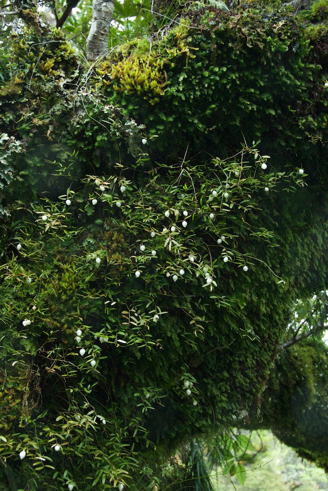 Luzuriagaceae Luzuriaga parviflora