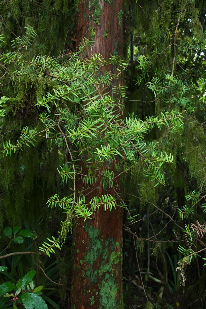 Podocarpaceae Podocarpus hallii