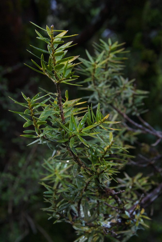 Podocarpaceae Podocarpus hallii