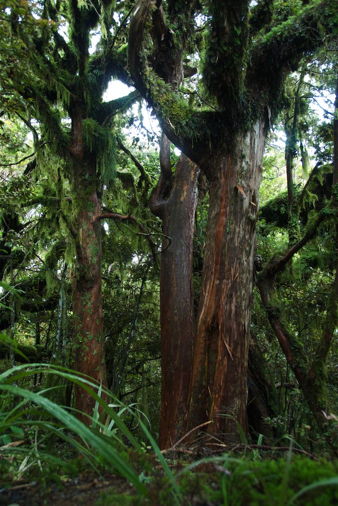 Podocarpaceae Podocarpus hallii