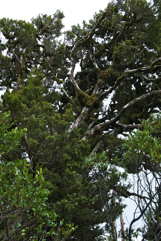 Podocarpaceae Podocarpus hallii