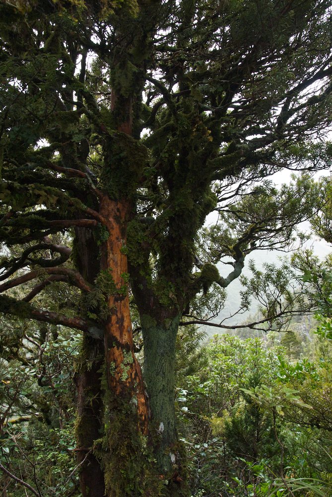 Podocarpaceae Podocarpus hallii