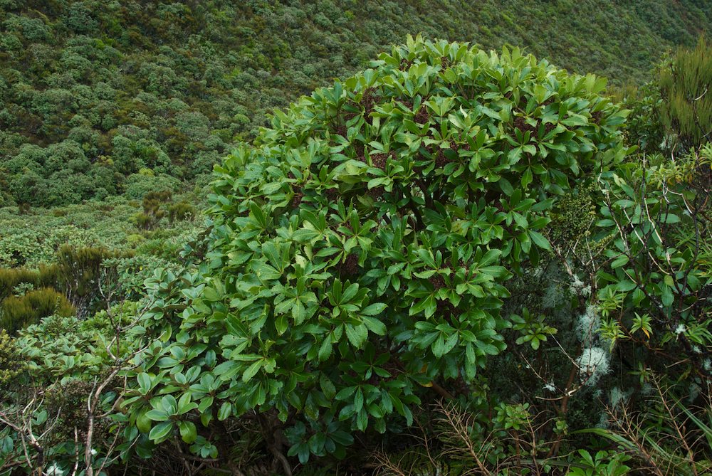 Araliaceae Pseudopanax colensoi