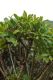image of Pseudopanax colensoi
