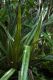 image of Astelia fragrans