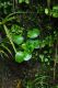image of Ourisia macrophylla