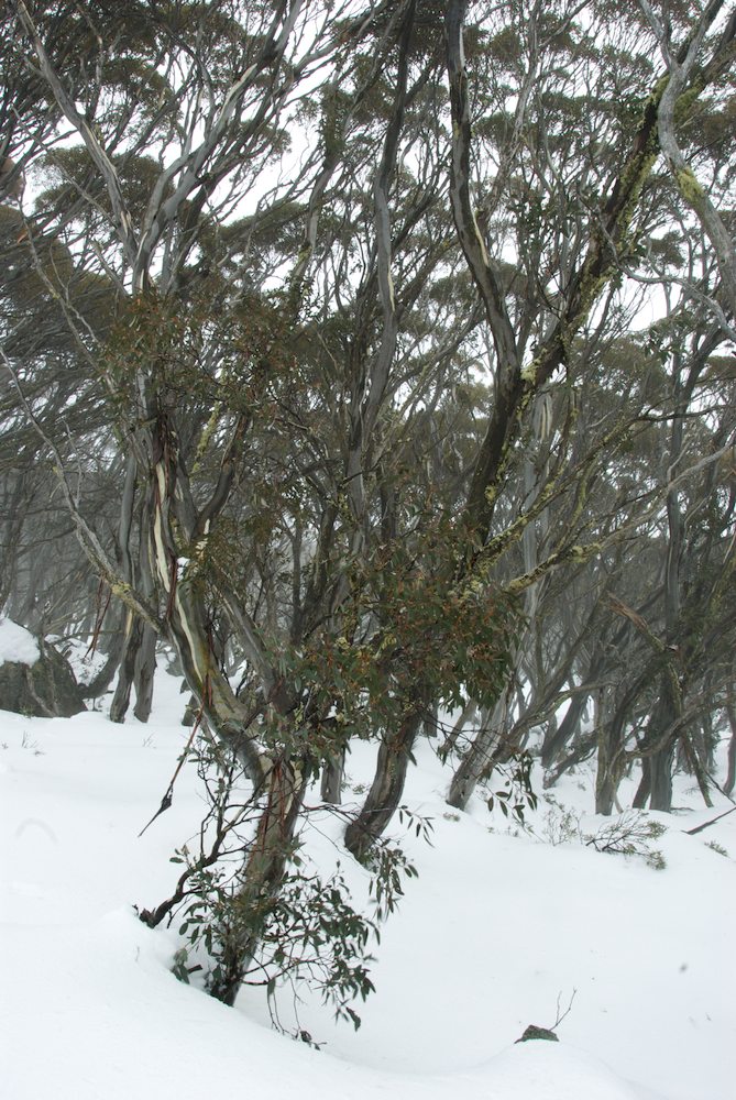 Myrtaceae Eucalyptus pauciflora