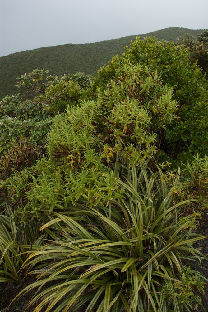 Asteliaceae Astelia fragrans