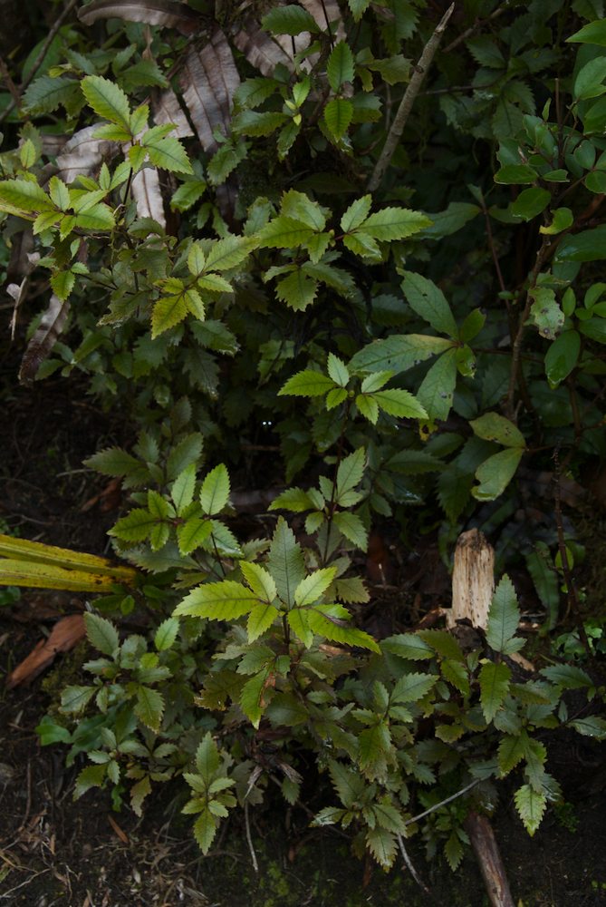 Cunoniaceae Weinmannia racemosa