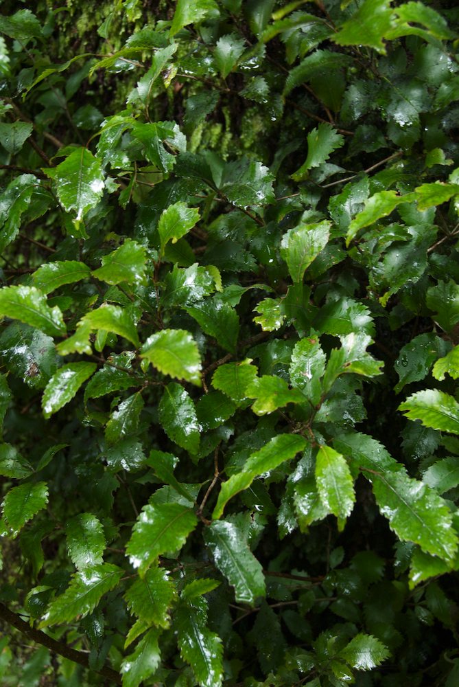 Cunoniaceae Weinmannia racemosa
