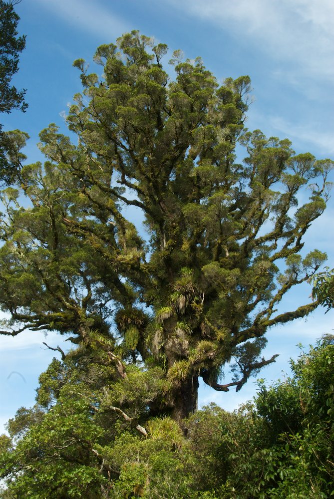 Myrtaceae Metrosideros robusta