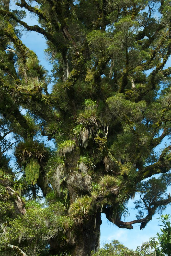 Myrtaceae Metrosideros robusta
