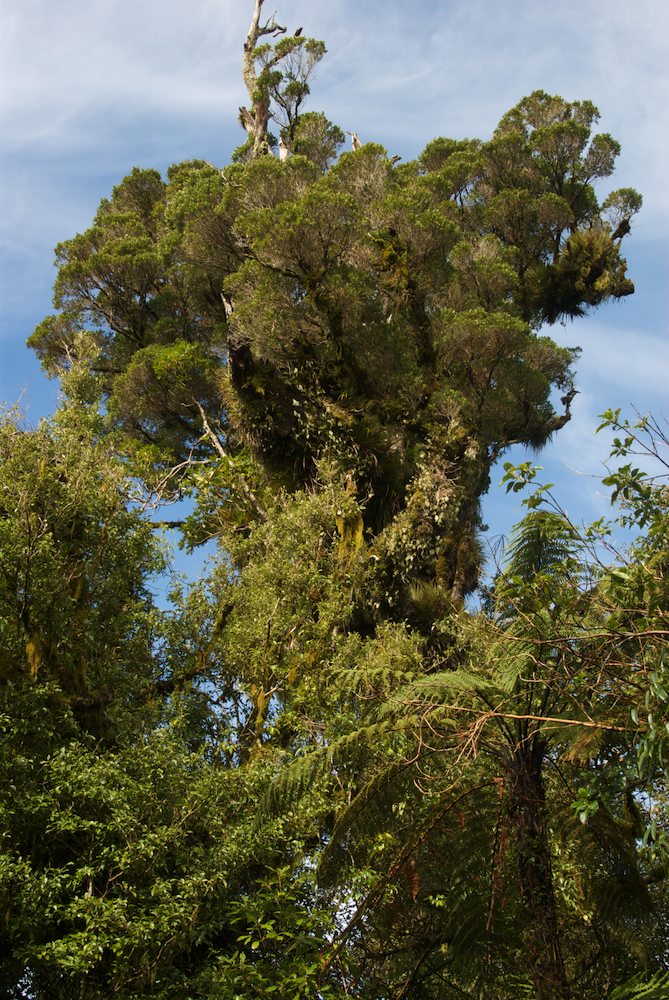Myrtaceae Metrosideros robusta