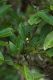 image of Pseudopanax simplex