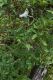 image of Pseudopanax simplex