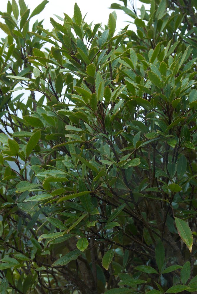 Araliaceae Pseudopanax simplex