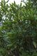 image of Pseudopanax simplex