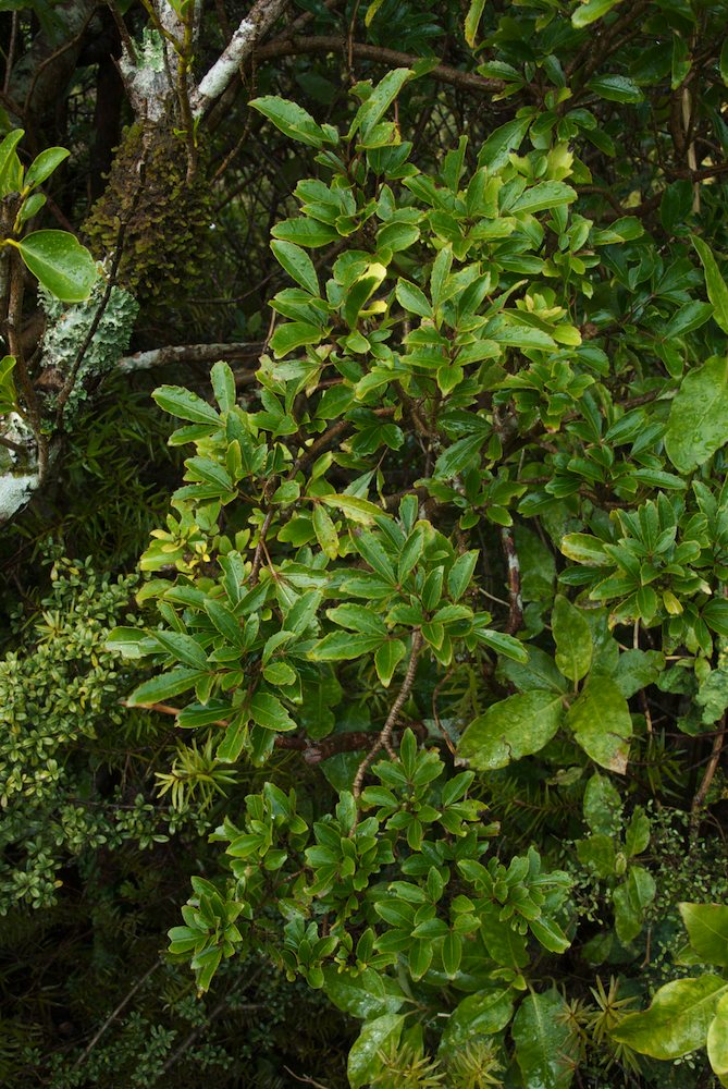Araliaceae Pseudopanax simplex