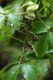 image of Schefflera digitata