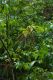 image of Schefflera digitata
