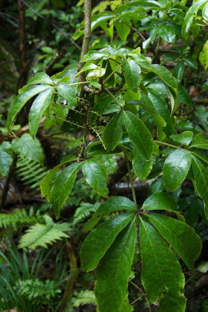 Araliaceae Schefflera digitata