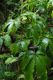 image of Schefflera digitata