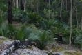 image of Macrozamia communis