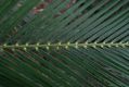 image of Macrozamia communis
