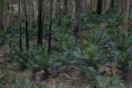 image of Macrozamia communis