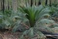 image of Macrozamia communis