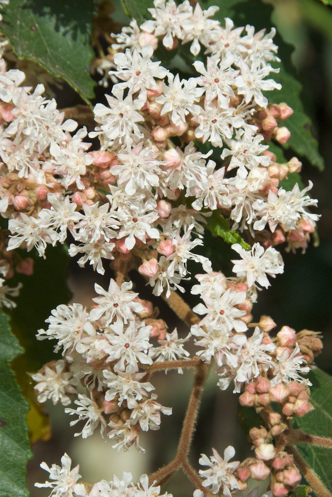 Byttneriaceae Commersonia fraseri