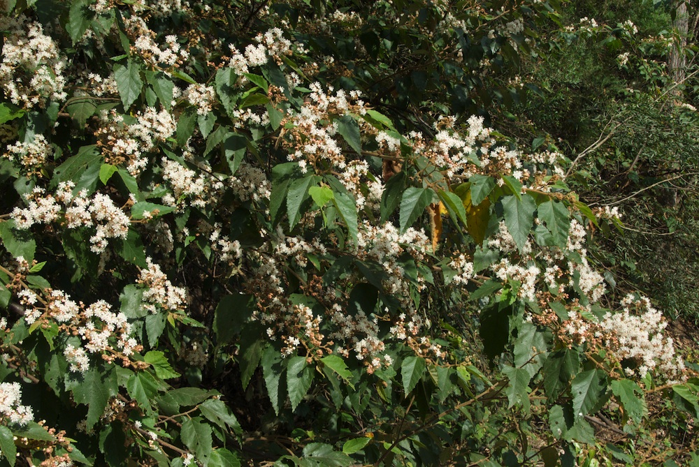 Byttneriaceae Commersonia fraseri