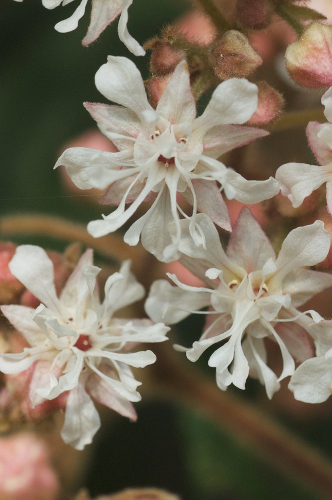 Byttneriaceae Commersonia fraseri