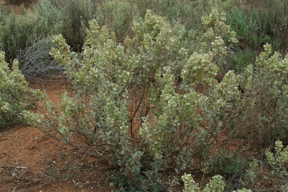 Amaranthaceae Atriplex gunnii