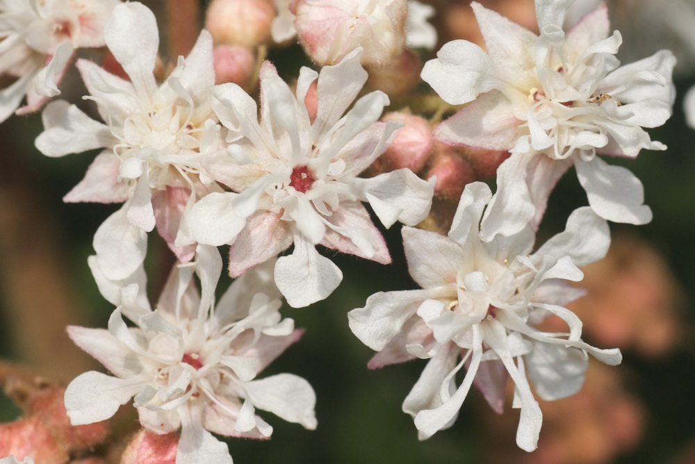 Byttneriaceae Commersonia fraseri