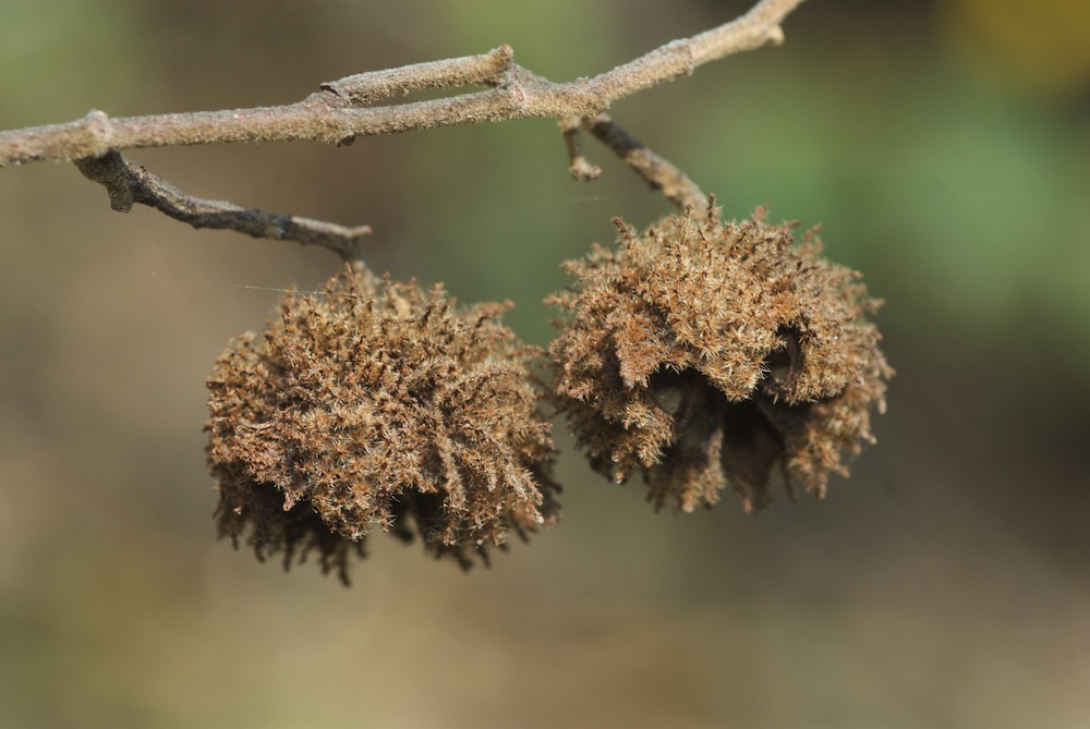 Byttneriaceae Commersonia fraseri