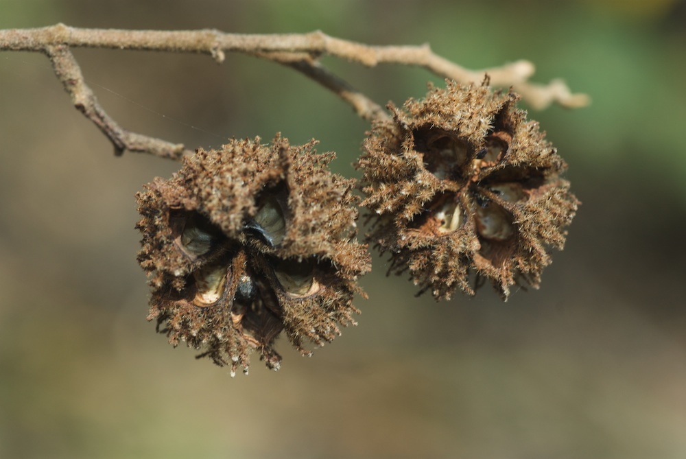 Byttneriaceae Commersonia fraseri