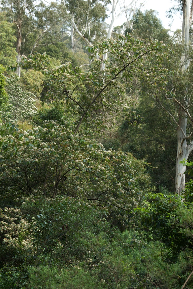 Byttneriaceae Commersonia fraseri