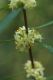 image of Pimelea axiflora