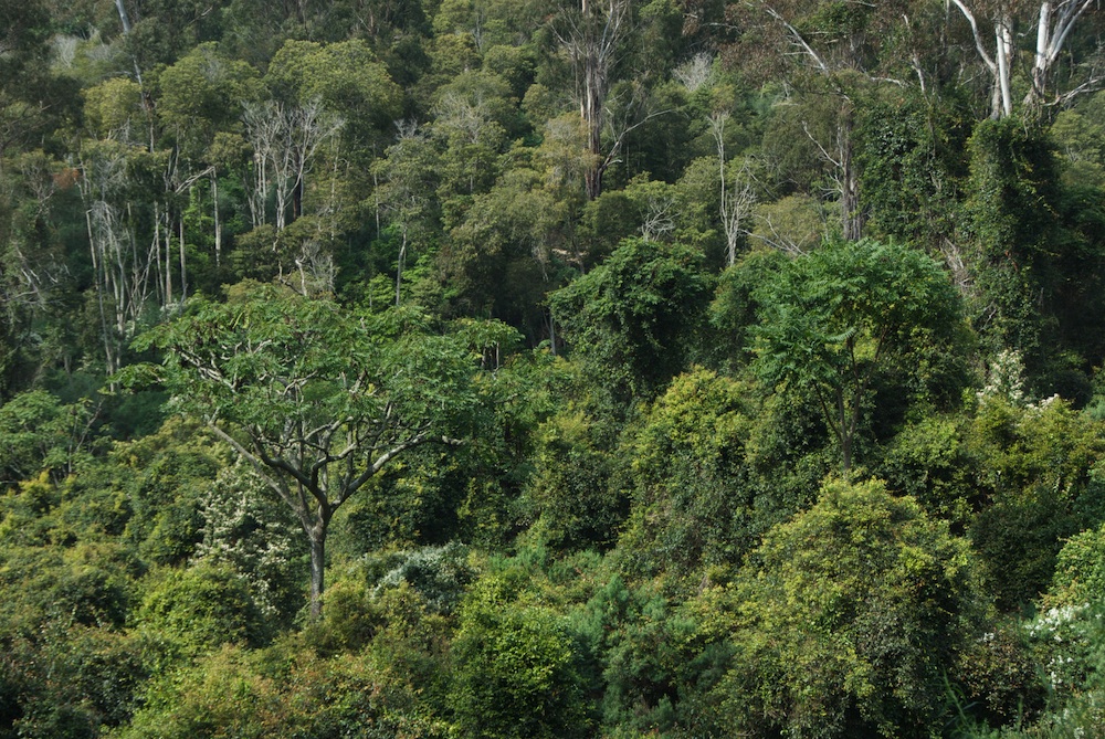 Araliaceae Polyscias murrayi